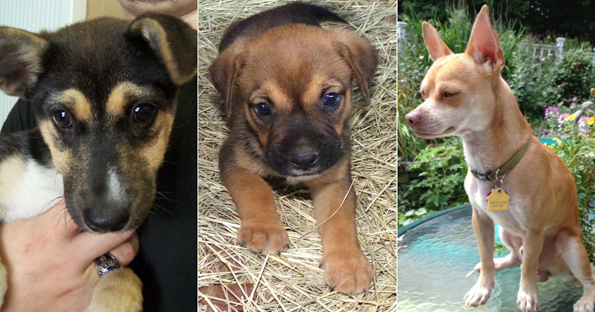These 10 adorable dogs are available for adoption