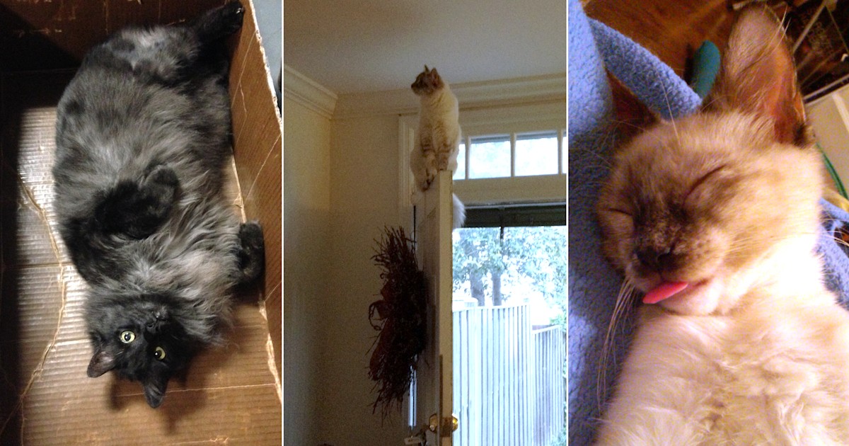 What I wish I knew before getting a cat