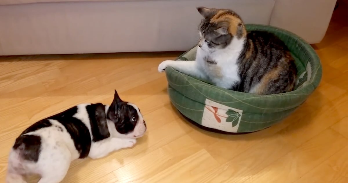 Cat steals dogs bed sale