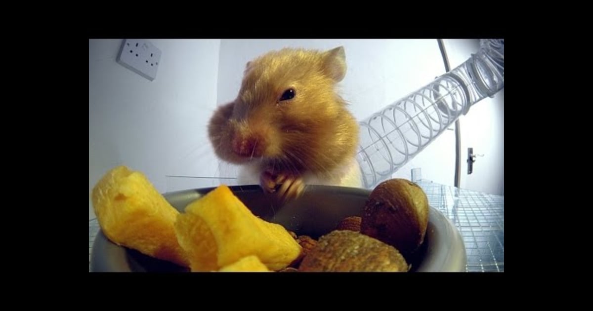 How do hamsters pack so much food away? Xrays reveal secret