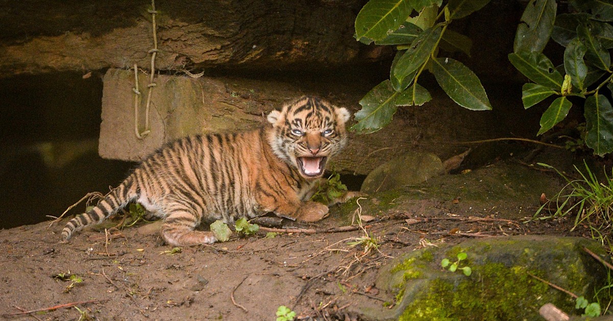 Sumatran tiger twins thriving in first public appearance at Chester Zoo -  BBC News