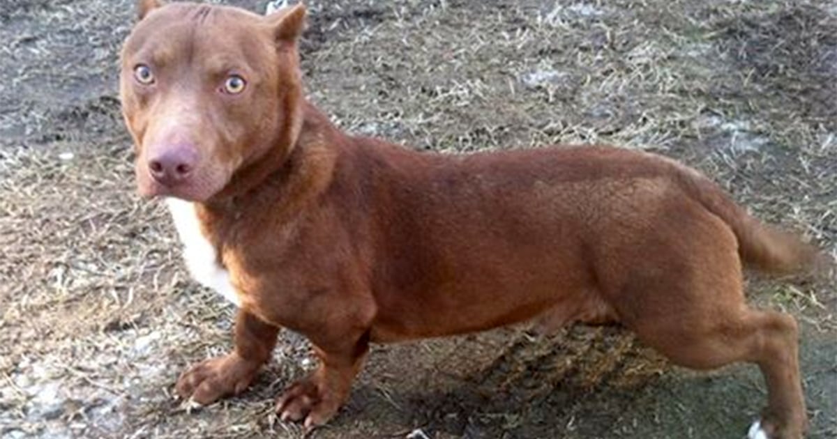 Dachshund pit bull mix needs home Unusual dog sparks buzz