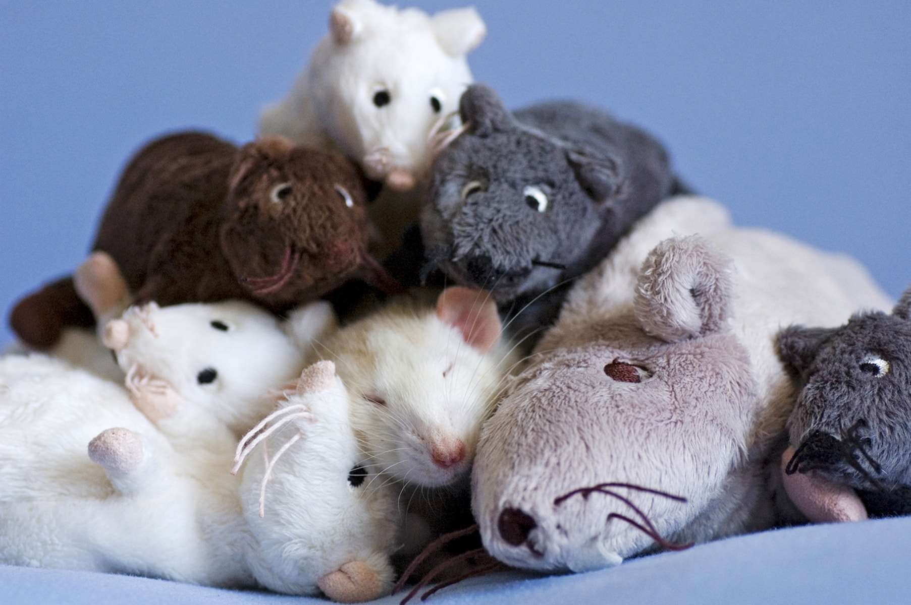 Снится много мышей к чему женщине. Милые крысы. Милые мышки. Крыса милашка. Милые крысики.