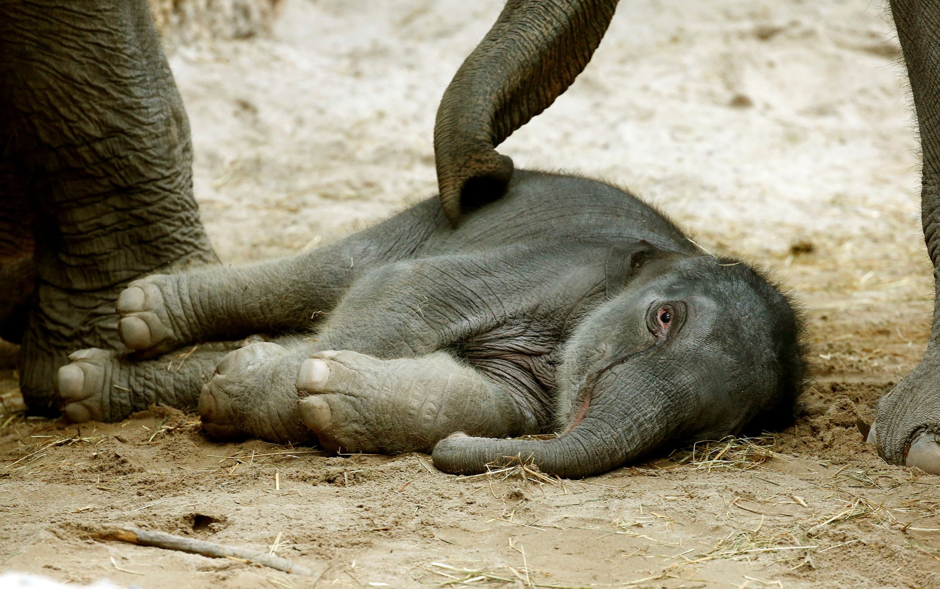 Слоненок лежит